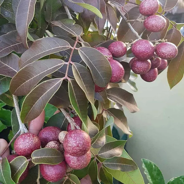 Ruby_Red_Plus_Dragon_Eye_Longan_Grafted_Fruit_Plant_(1-2_Feet_Height)
