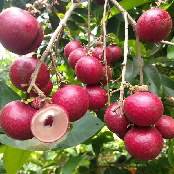 Ruby_Red_Plus_Dragon_Eye_Longan_Grafted_Fruit_Plant_(1-2_Feet_Height)