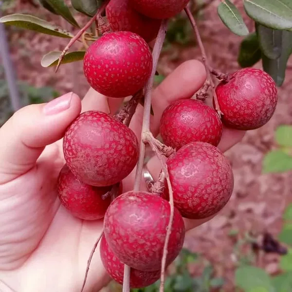 Ruby_Red_Plus_Dragon_Eye_Longan_Grafted_Fruit_Plant_(1-2_Feet_Height)