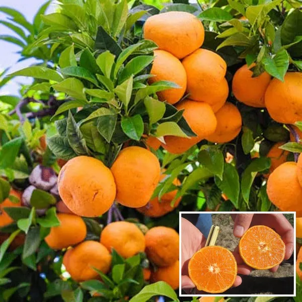 Ixora Farming Honey Murcott Orange Santra Grafted Fruit Plant (1.5