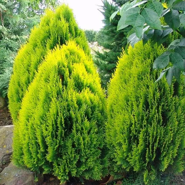 Thuja_Morpankhi_Jhau_Plant_(1.5-3_Feet_Height)