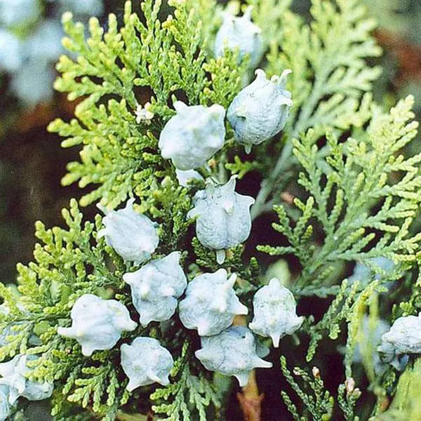 Thuja_Morpankhi_Jhau_Plant_(1.5-3_Feet_Height)