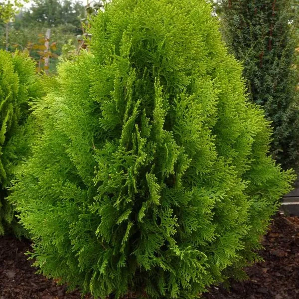 Thuja_Morpankhi_Jhau_Plant_(1.5-3_Feet_Height)