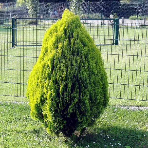 Thuja_Morpankhi_Jhau_Plant_(1.5-3_Feet_Height)