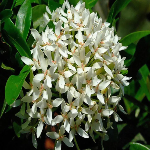 White_Colour_Ixora_Rukmini_Rangan_Flower_Shrubs_Plant_(1.5-3_Feet_Height)