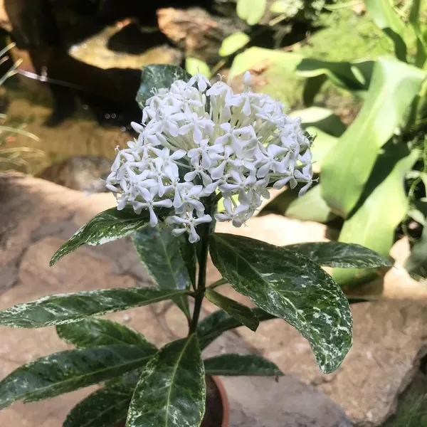 White_Colour_Ixora_Rukmini_Rangan_Flower_Shrubs_Plant_(1.5-3_Feet_Height)