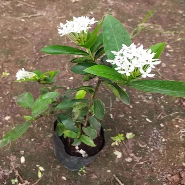 White_Colour_Ixora_Rukmini_Rangan_Flower_Shrubs_Plant_(1.5-3_Feet_Height)