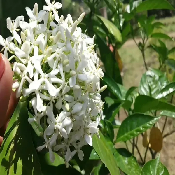 White_Colour_Ixora_Rukmini_Rangan_Flower_Shrubs_Plant_(1.5-3_Feet_Height)
