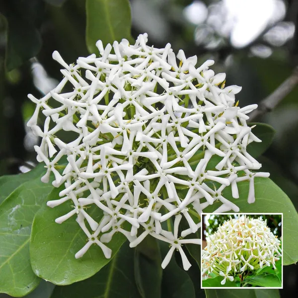 White_Colour_Ixora_Rukmini_Rangan_Flower_Shrubs_Plant_(1.5-3_Feet_Height)
