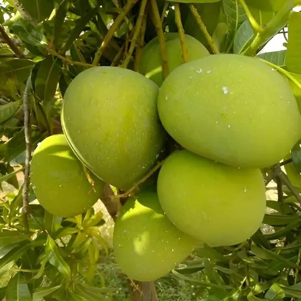Bangladesh_Haribhanga_Mango_Aam_Grafted_Fruit_Plant_(1.5-3_Feet_Height)