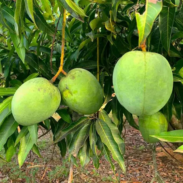 Bangladesh_Haribhanga_Mango_Aam_Grafted_Fruit_Plant_(1.5-3_Feet_Height)