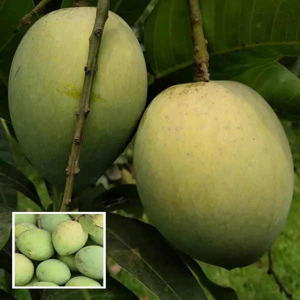 Bangladesh_Haribhanga_Mango_Aam_Grafted_Fruit_Plant_(1.5-3_Feet_Height)