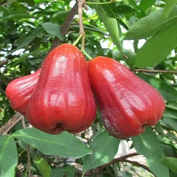 Red_Malay_Wax_Apple_Water_Apple_Java_Apple_Jamrul_Chamba_Layering/Grafted_Fruit_Plant_(1.5-3_Feet_Height)