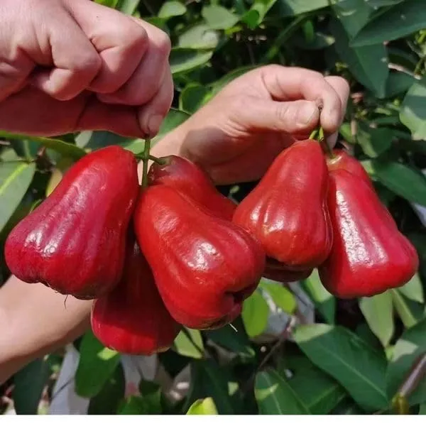 Red_Malay_Wax_Apple_Water_Apple_Java_Apple_Jamrul_Chamba_Layering/Grafted_Fruit_Plant_(1.5-3_Feet_Height)