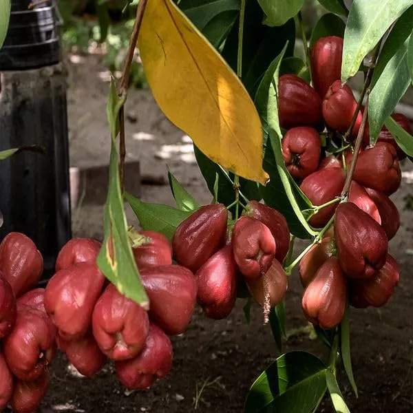 Red_Malay_Wax_Apple_Water_Apple_Java_Apple_Jamrul_Chamba_Layering/Grafted_Fruit_Plant_(1.5-3_Feet_Height)
