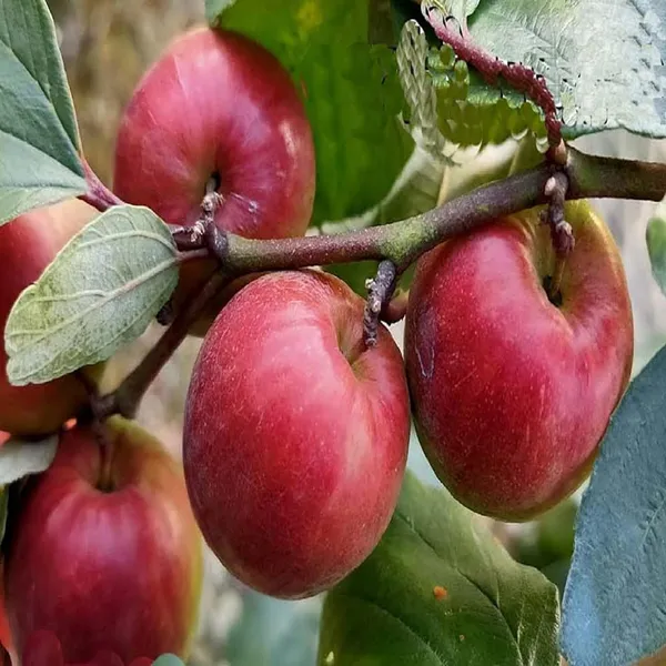 Red_Sundari_Apple_Ber_Jujube_Kul_Grafted_Fruit_Plant_(1-2_Feet_Height)