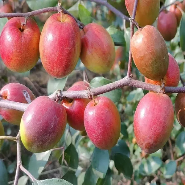 Red_Sundari_Apple_Ber_Jujube_Kul_Grafted_Fruit_Plant_(1-2_Feet_Height)