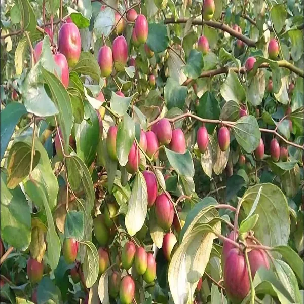 Red_Sundari_Apple_Ber_Jujube_Kul_Grafted_Fruit_Plant_(1-2_Feet_Height)