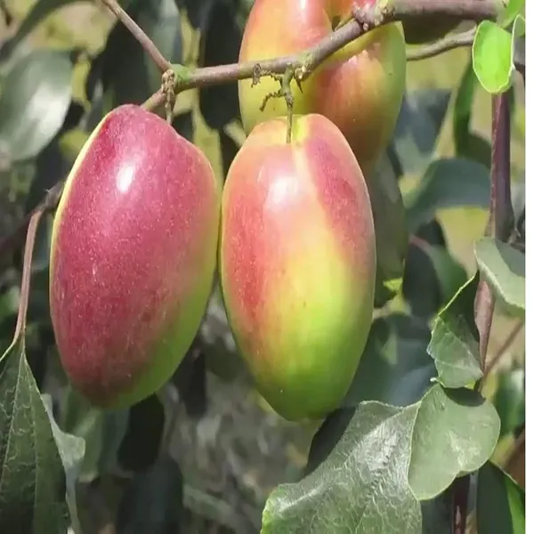 Red_Sundari_Apple_Ber_Jujube_Kul_Grafted_Fruit_Plant_(1-2_Feet_Height)