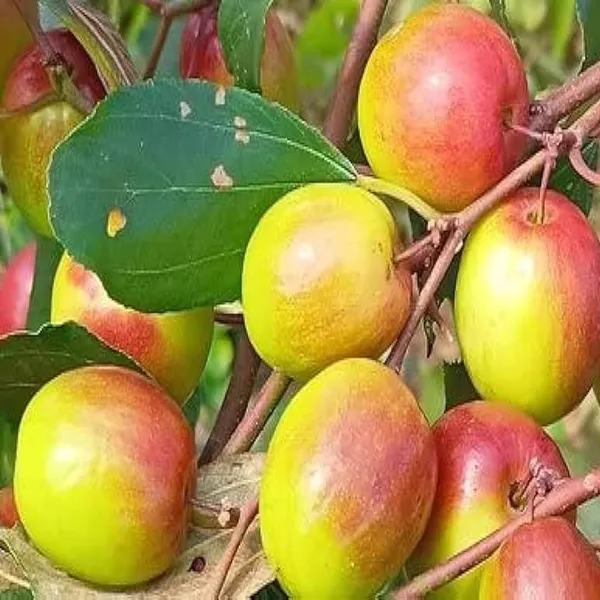 Red_Sundari_Apple_Ber_Jujube_Kul_Grafted_Fruit_Plant_(1-2_Feet_Height)