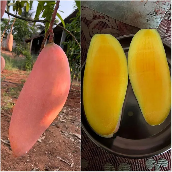 Red_Ivory_Mango_Aam_Grafted_Fruit_Plant_(1.5-3_Feet_Height)