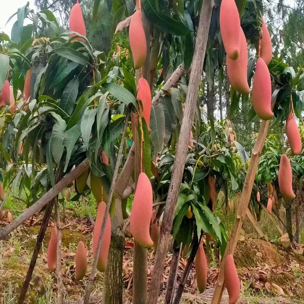 Red_Ivory_Mango_Aam_Grafted_Fruit_Plant_(1.5-3_Feet_Height)