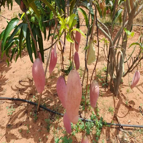 Red_Ivory_Mango_Aam_Grafted_Fruit_Plant_(1.5-3_Feet_Height)