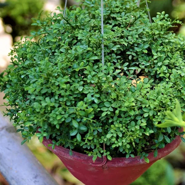 Table_Kamini_Satin_Wood_Kunti_Shrubs_Flower_Plant_(1-2_Feet_Height)