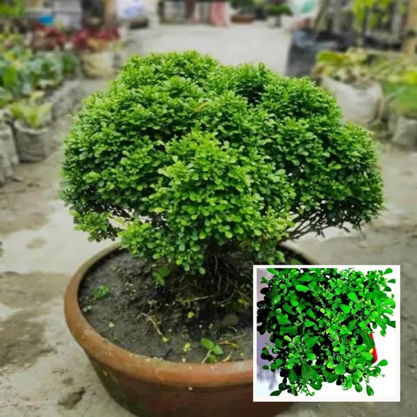 Table_Kamini_Satin_Wood_Kunti_Shrubs_Flower_Plant_(1-2_Feet_Height)