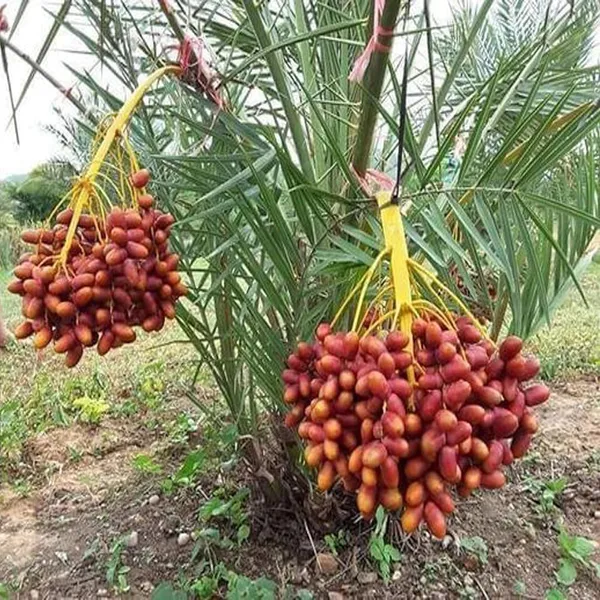 Deglet_Noor_Dates_Palm_Arabian_Khurma_Khajoor_Dwarf_Fruit_Plant_(1.5-3_Feet_Height)