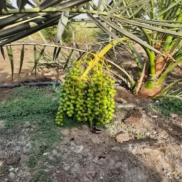Deglet_Noor_Dates_Palm_Arabian_Khurma_Khajoor_Dwarf_Fruit_Plant_(1.5-3_Feet_Height)