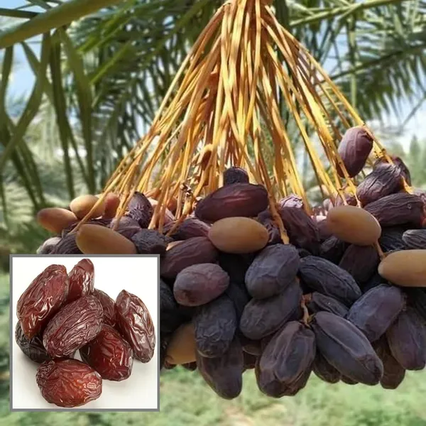 Deglet_Noor_Dates_Palm_Arabian_Khurma_Khajoor_Dwarf_Fruit_Plant_(1.5-3_Feet_Height)