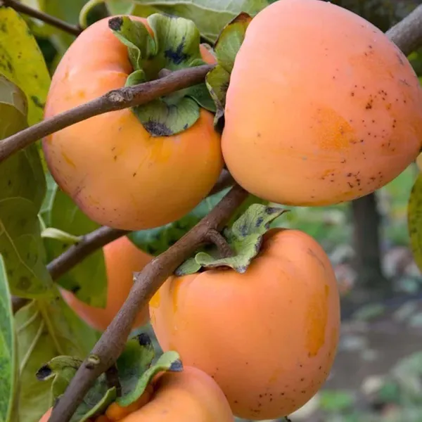Hachiya_Persimmon_Grafted_Fruit_Plant_(2-3_Feet_Height)