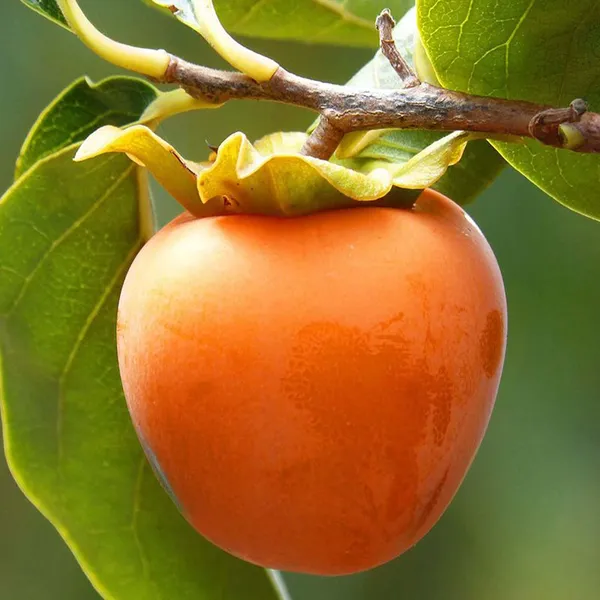 Hachiya_Persimmon_Grafted_Fruit_Plant_(2-3_Feet_Height)