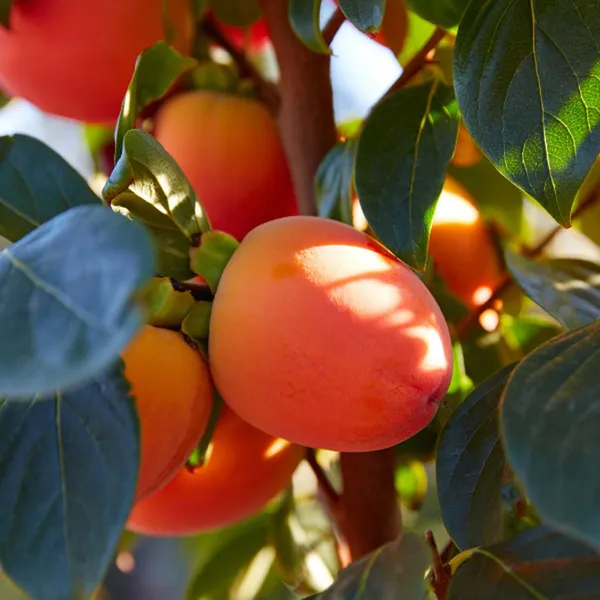 Hachiya_Persimmon_Grafted_Fruit_Plant_(2-3_Feet_Height)