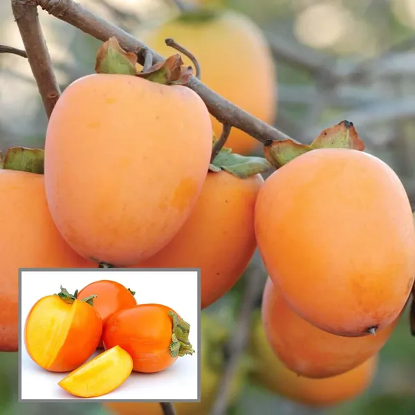Hachiya_Persimmon_Grafted_Fruit_Plant_(2-3_Feet_Height)