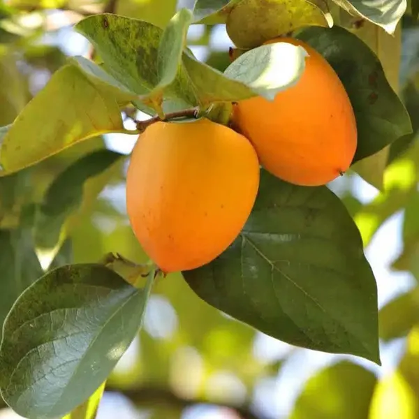 Hachiya_Persimmon_Grafted_Fruit_Plant_(2-3_Feet_Height)