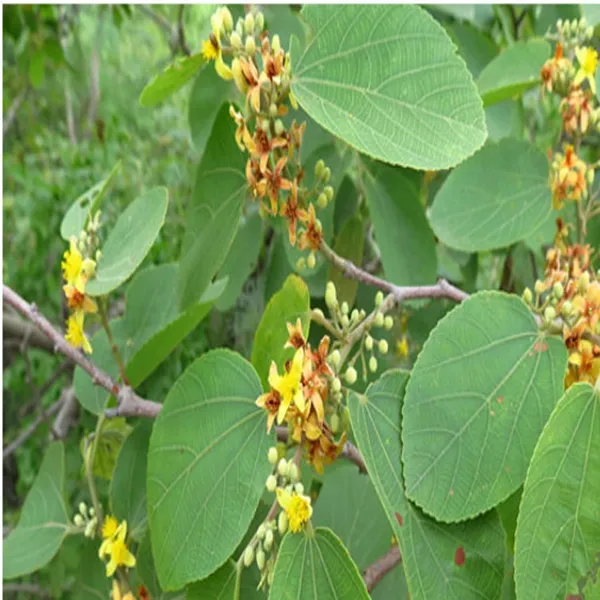 Phalsa_Falsa_Berry_Layering/Grafted_Fruit_Plant_(1.5-2_Feet_Height)
