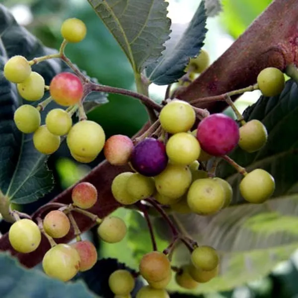 Phalsa_Falsa_Berry_Layering/Grafted_Fruit_Plant_(1.5-2_Feet_Height)