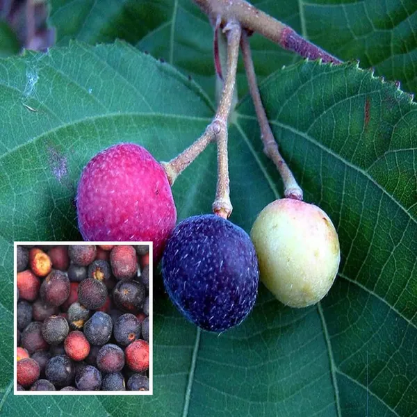 Phalsa_Falsa_Berry_Layering/Grafted_Fruit_Plant_(1.5-2_Feet_Height)
