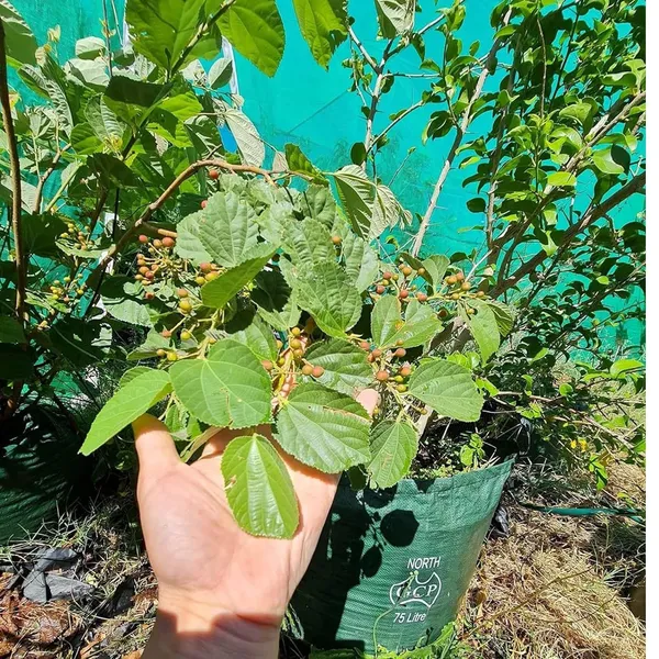 Phalsa_Falsa_Berry_Layering/Grafted_Fruit_Plant_(1.5-2_Feet_Height)