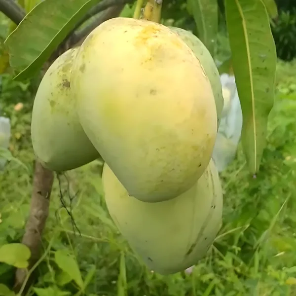 Anwar_Ratol_Rataul_Mango_Aam_Grafted_Fruit_Plant_(1.5-3_Feet_Height)