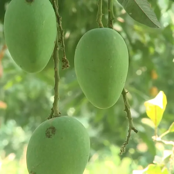 Anwar_Ratol_Rataul_Mango_Aam_Grafted_Fruit_Plant_(1.5-3_Feet_Height)