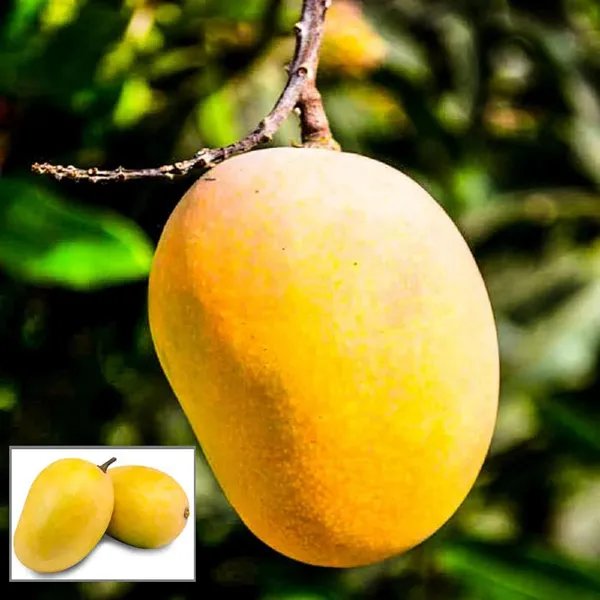 Anwar_Ratol_Rataul_Mango_Aam_Grafted_Fruit_Plant_(1.5-3_Feet_Height)