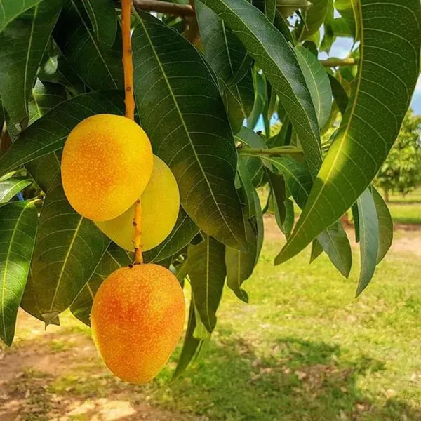Anwar_Ratol_Rataul_Mango_Aam_Grafted_Fruit_Plant_(1.5-3_Feet_Height)