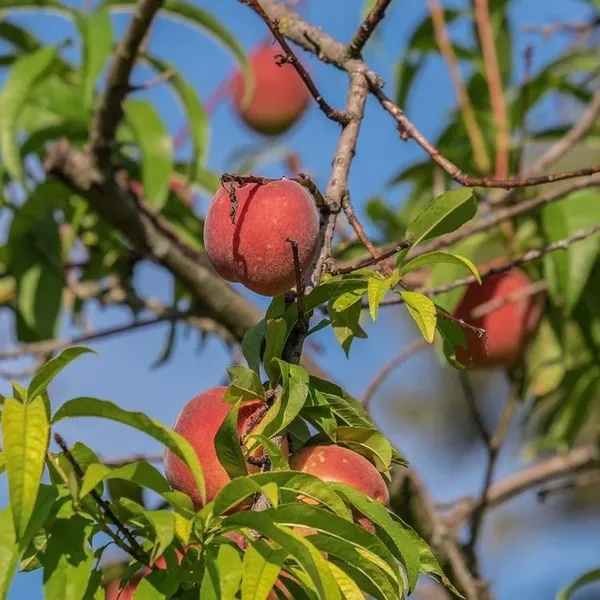 Shan_E_Punjab_Peach_Grafted_Fruit_Plant_(2-3_Feet_Height)