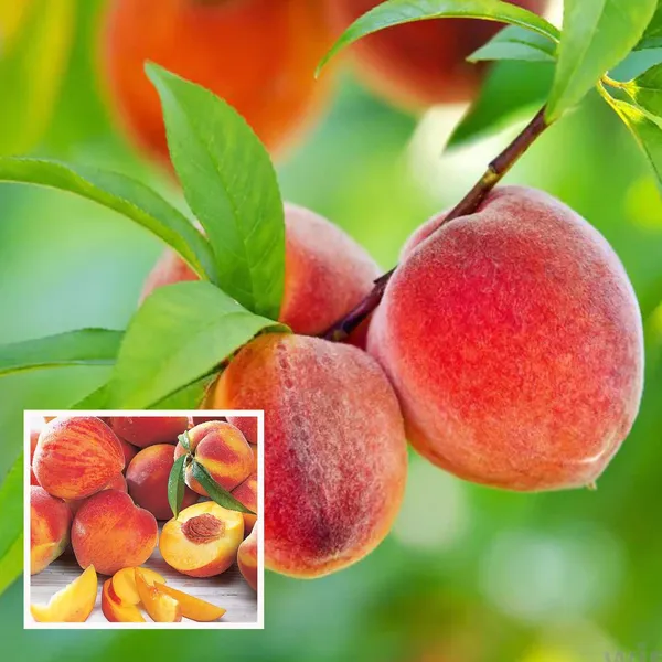 Shan_E_Punjab_Peach_Grafted_Fruit_Plant_(2-3_Feet_Height)