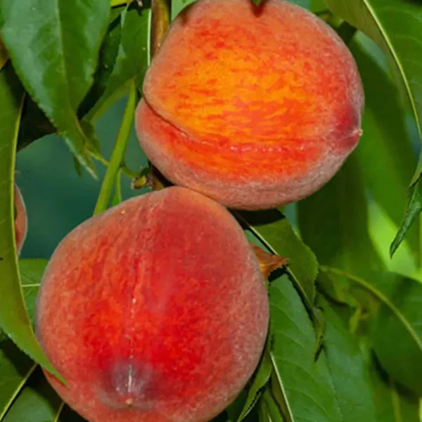 Shan_E_Punjab_Peach_Grafted_Fruit_Plant_(2-3_Feet_Height)