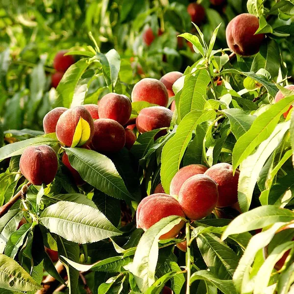 Shan_E_Punjab_Peach_Grafted_Fruit_Plant_(2-3_Feet_Height)