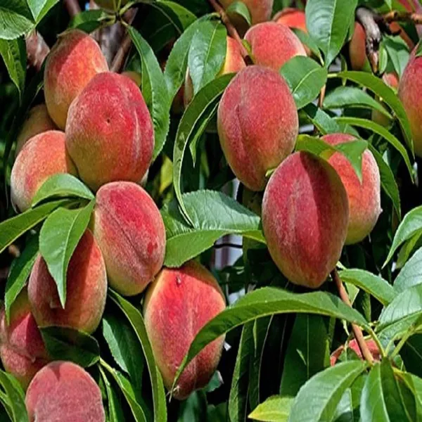 Shan_E_Punjab_Peach_Grafted_Fruit_Plant_(2-3_Feet_Height)